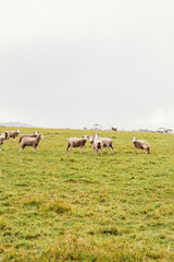Fototapeta premium Driving the Picturesque Route of Gardens Road in Tasmania with sheep on the side