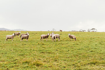 Driving the Picturesque Route of Gardens Road in Tasmania with sheep all over