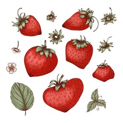 Strawberry set, hand-drawn sketch. Composition with strawberries, leaves and flowers. Design for packaging, invitations, postcards, organic products.