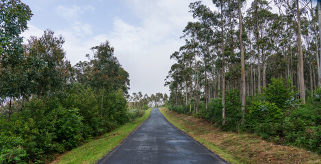 A rural road with a mountainous landscape. Endless green hills under a cloudy sky on a beautiful spring morning in Asturias in northern Spain. Clouds and low fog cover the mountain peaks.