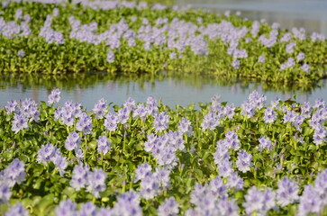 Water hyacinth flowers (lat. Eichhórnia crássipes) in a pond, The lake is overgrown with purple...