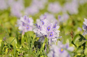 Water hyacinth flowers (lat. Eichhórnia crássipes) in a pond, The lake is overgrown with purple flowers.