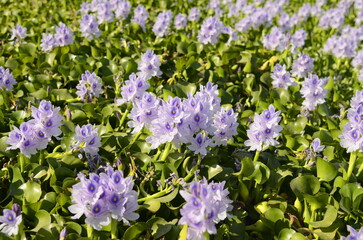 Fototapeta premium Water hyacinth flowers (lat. Eichhórnia crássipes) in a pond, The lake is overgrown with purple flowers.