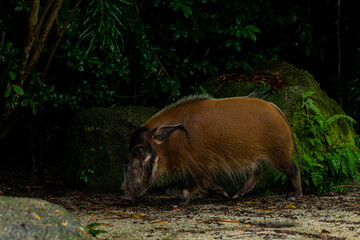 bush pig or red river hog (in german Pinselohrschwein, Flussschwein, Potamochoerus porcus)