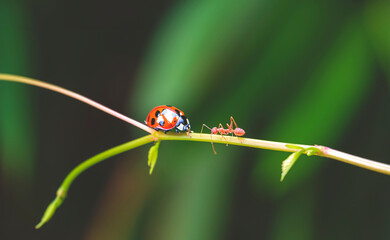 Beautiful ladybug and red ant are crawling together on young twig with blurred natural background