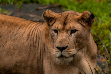 Obraz na płótnie Canvas Head portrait of a lioness looking at the camera