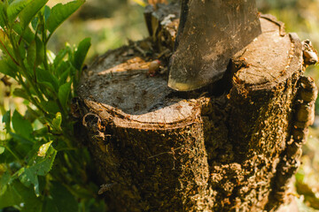 Axe cut in the chopping block and myriads of red ants over a wooden surface of a stump