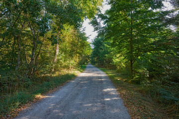 Fototapeta na wymiar Road, trees and path in nature forest with greenery and autumn leaves in the outdoor countryside. Landscape view of dirt street or asphalt with natural green tree row on sidewalk of rural environment