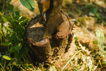 Axe cut in the chopping stump on a green grass. Lumber jacks wood cutting work tool.