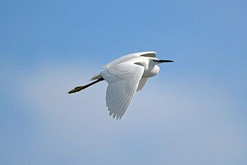 Little egret // Seidenreiher (Egretta garzetta) - Axios Delta, Greece