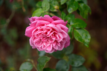 Beautiful fresh pink fully bloomed garden rose in background of green leaves