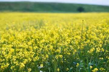 Background of yellow rapeseed or canola flowers. Canola field, blooming canola flowers close-up. Bright yellow rapeseed oil. blooming rapeseed
