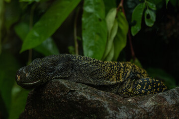 The great Salvadori's monitor, Varanus salvadorii, lives in Papua New Guinea