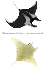 水彩で描いたマンタのイラストセット／Illustration set of manta rays painted by watercolor
