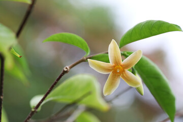 Fototapeta premium Hybrid Wrightia flower blooming in Tropical Thai garden