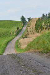 Fototapeta na wymiar Road, path in countryside and landscape with travel, farm land in Denmark with nature and environment. Journey, green and agriculture location, rural drive way and natural scenery with farming field