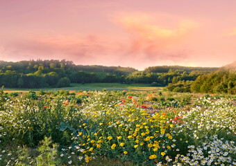 Nature, flowers and field in countryside, sunset and outdoor landscape mockup space. Plants, grass and natural land in spring with vegetation, trees or sunflowers, daisies and environment in Denmark.