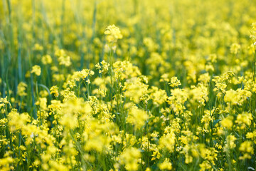 Background of yellow rapeseed or canola flowers. Canola field, blooming canola flowers close-up. Bright yellow rapeseed oil. blooming rapeseed