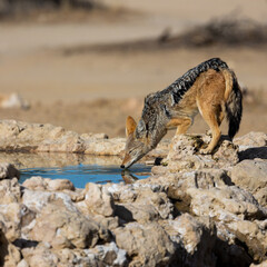 Fototapeta premium a black backed jackal on the rocks at a waterhole