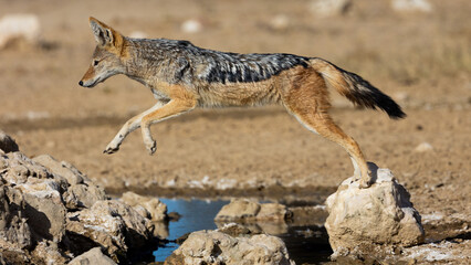 a black backed jackal on the rocks at a waterhole