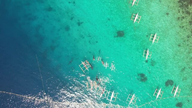 Whale sharks with boats in the ocean filming from a drone 