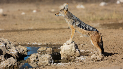 a black backed jackal on the rocks at a waterhole