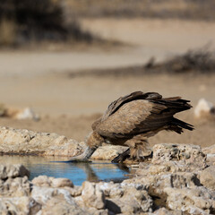 a white backed vulture drinking water