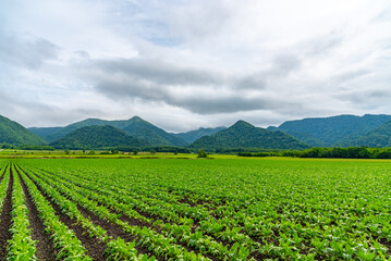 Sugar beet farmland field. Mountains, sky and white clouds on background. Teshikaga, Hokkaido, Japan - obrazy, fototapety, plakaty