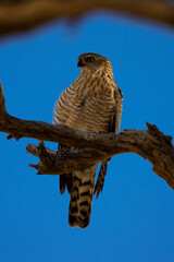 a small gabar goshawk perched in a tree, early morning.