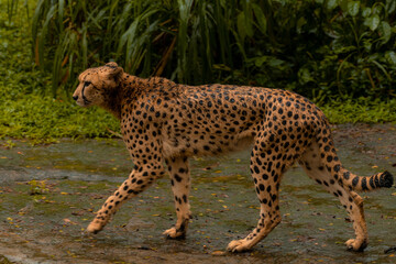 Cheetah running on open plain