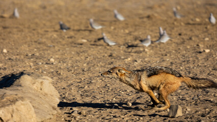 a black backed jackal hunting doves at a waterhole