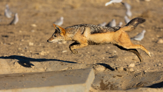 a black backed jackal hunting doves at a waterhole