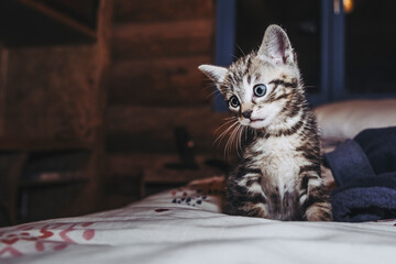 Portrait d'un adorable petit chaton rayé tigré aux yeux bleus