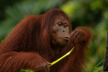 Juvenile male Orangutan (Pongo pygmaeus) eating leaf at Lok Kawi Reserve in Malaysian Borneo © Tatiana Kashko