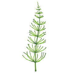 Horsetail plant isolated