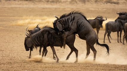 mating blue wildebeest kicking up dust