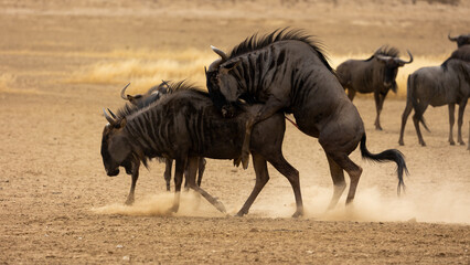 mating blue wildebeest kicking up dust