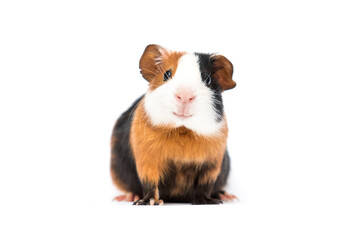 funny guinea pig smiling on white background - 611280278