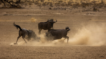 Obraz na płótnie Canvas fighting blue wildebeest kicking up dust