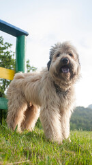 Perro peludo junto a valla de madera en parque