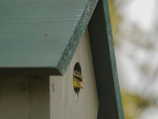 Blue Tit Baby