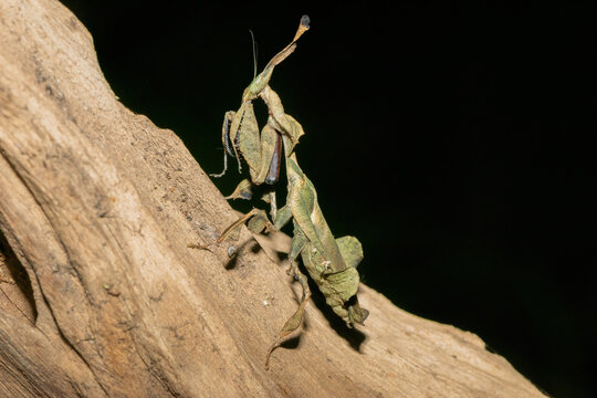 Ghost mantis (Phyllocrania paradoxa) displaying leaf-like camouflage