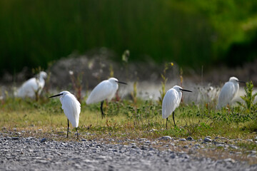 Little egrets // Seidenreiher (Egretta garzetta) - Axios Delta, Greece