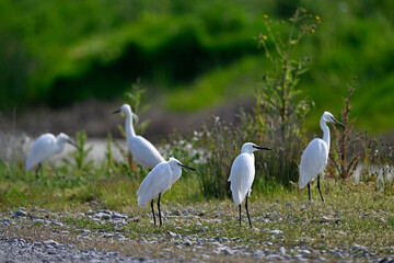 Little egrets // Seidenreiher (Egretta garzetta) - Axios Delta, Greece