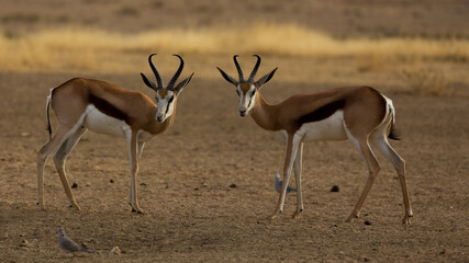 two springbuck males sizing each other up