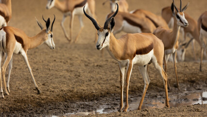 an approaching herd of springbok in the dry season