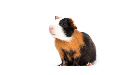 funny guinea pig sitting sideways on a white background