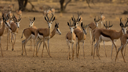 Naklejka na ściany i meble an approaching herd of springbok in the dry season