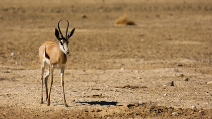 an isolated springbok ewe in the dry season