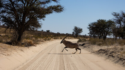 Oryx crossing the gravel road